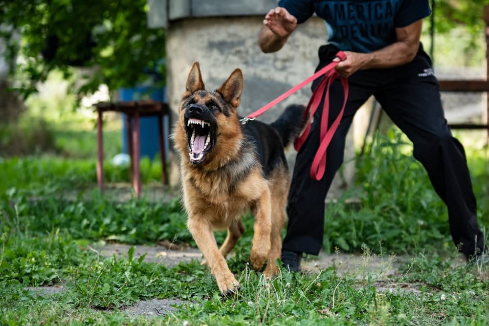 German Shepherd dog doing protection work. Aggressive dog.